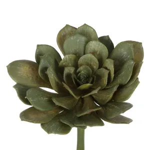 Succulent Large 22cm Green by Florabelle Living, a Plants for sale on Style Sourcebook
