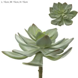 Succulent Pearl Pick 15cm Green by Florabelle Living, a Plants for sale on Style Sourcebook