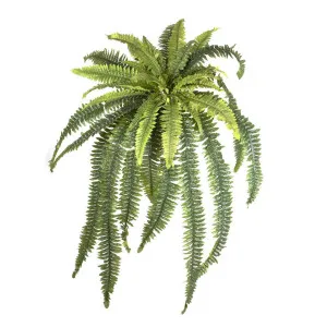 Fern Boston 1m by Florabelle Living, a Plants for sale on Style Sourcebook