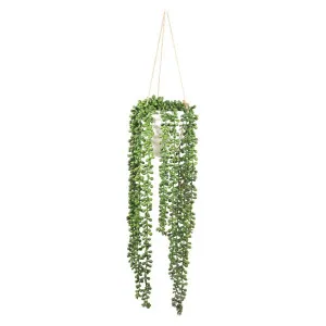 Pearl Beads in Pot 82cm by Florabelle Living, a Plants for sale on Style Sourcebook