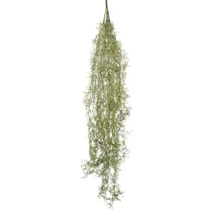 Hanging Moss Spanish 1.2m by Florabelle Living, a Plants for sale on Style Sourcebook