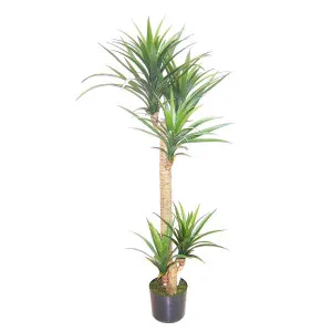 Yucca Head Tree in Plastic Pot 1.5m by Florabelle Living, a Plants for sale on Style Sourcebook