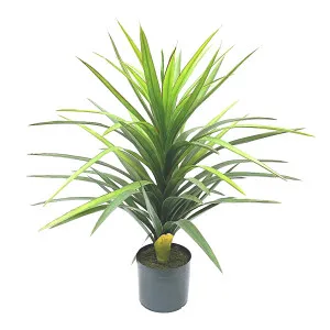 Yucca Plant in Pot 90cm by Florabelle Living, a Plants for sale on Style Sourcebook