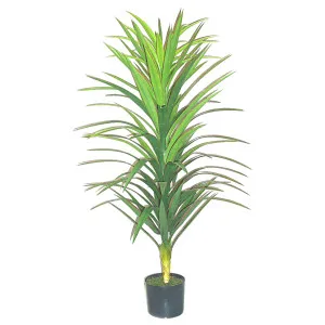 Yucca Plant in Black Pot 1.2m by Florabelle Living, a Plants for sale on Style Sourcebook