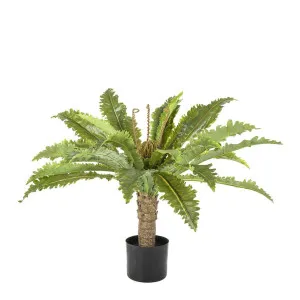 Fern Palm in Black Pot 62cm by Florabelle Living, a Plants for sale on Style Sourcebook