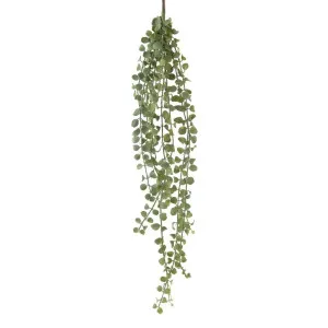 Succulent Hanging Vine 85cm by Florabelle Living, a Plants for sale on Style Sourcebook