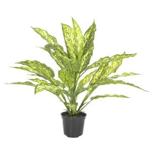 Dracaena Plant Real Touch in Pot 39cm by Florabelle Living, a Plants for sale on Style Sourcebook