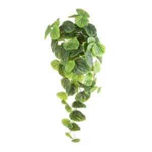 Peperomia Hanging Bush Real Touch 65cm by Florabelle Living, a Plants for sale on Style Sourcebook