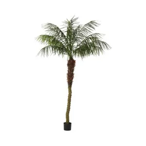 Phoenix Palm 2.1m by Florabelle Living, a Plants for sale on Style Sourcebook