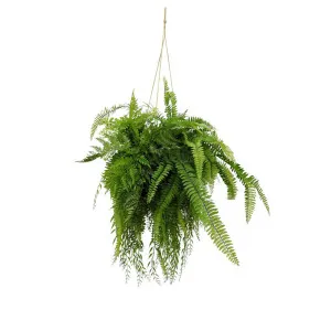 Fern Hanging 90cm by Florabelle Living, a Plants for sale on Style Sourcebook
