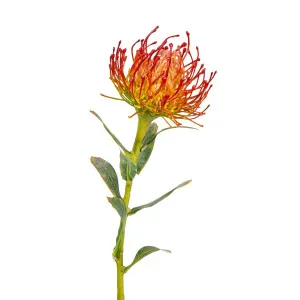 Protea Stem 61cm Orange by Florabelle Living, a Plants for sale on Style Sourcebook