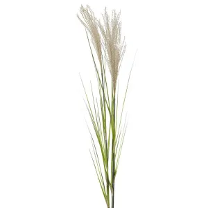 Pampas Grass Spray 1.1m by Florabelle Living, a Plants for sale on Style Sourcebook