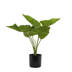 Sweet Taro Real Touch 50cm by Florabelle Living, a Plants for sale on Style Sourcebook