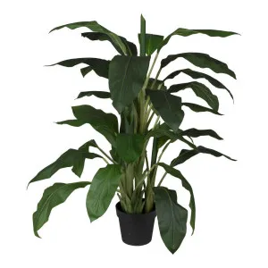 Dracaena in Pot 1.22m by Florabelle Living, a Plants for sale on Style Sourcebook