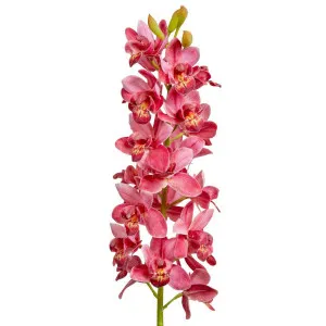 Orchid Cymbidium 80cm Dark Pink by Florabelle Living, a Plants for sale on Style Sourcebook