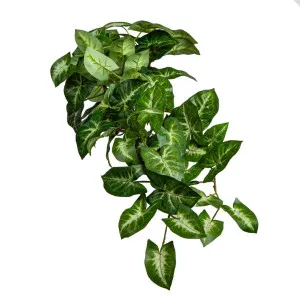 Syngonium Hanging Bush 60cm by Florabelle Living, a Plants for sale on Style Sourcebook