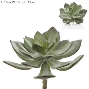 Succulent Pearl Pick 15cm Grey by Florabelle Living, a Plants for sale on Style Sourcebook