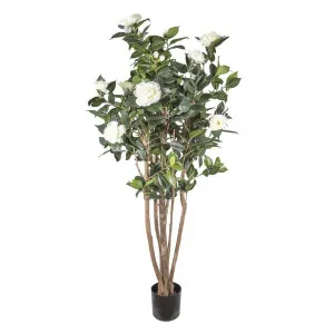 Camellia Japonica Tree White 1.6m by Florabelle Living, a Plants for sale on Style Sourcebook