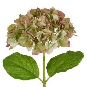 Hydrangea Stem Soft Touch 50cm Green by Florabelle Living, a Plants for sale on Style Sourcebook