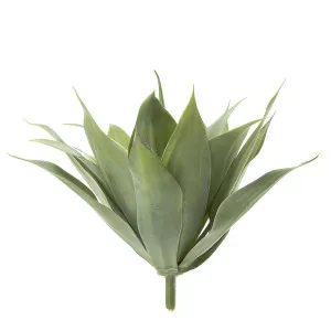 Agave Bush 41cm W/19 Leaves Green by Florabelle Living, a Plants for sale on Style Sourcebook