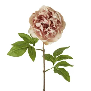 Dried Look Peony Stem 61cm Blush by Florabelle Living, a Plants for sale on Style Sourcebook