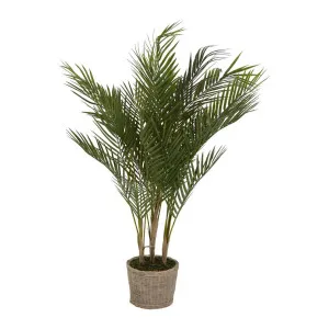 Small Palm in Cement Pot by Florabelle Living, a Plants for sale on Style Sourcebook