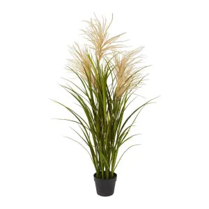 Pampas Grasses in Black Pot by Florabelle Living, a Plants for sale on Style Sourcebook
