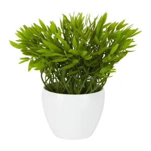 Pepper Plant Sarmentosum In Melamine Pot by Florabelle Living, a Plants for sale on Style Sourcebook