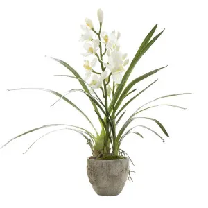 Cymbidium Orchid in Pot 80cm by Florabelle Living, a Plants for sale on Style Sourcebook