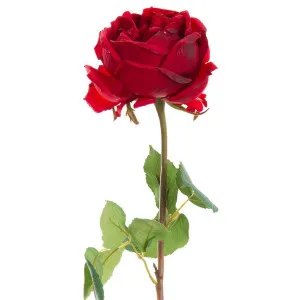 York Rose Short Stem 52cm Red by Florabelle Living, a Plants for sale on Style Sourcebook