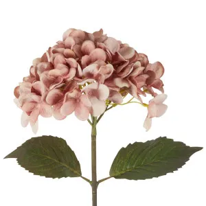 Dried Look Hydrangea Stem 48cm Blush by Florabelle Living, a Plants for sale on Style Sourcebook