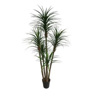 Yucca Tree In Black Pot 180cm by Florabelle Living, a Plants for sale on Style Sourcebook