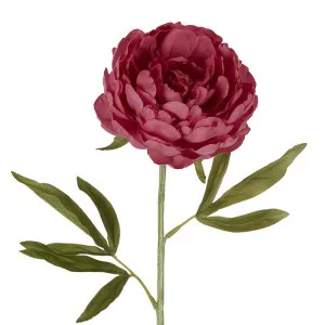 Peony Single Stem 62cm Pink by Florabelle Living, a Plants for sale on Style Sourcebook