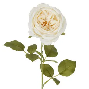 Rose Single Stem 68cm Cream by Florabelle Living, a Plants for sale on Style Sourcebook