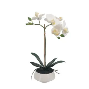 White Orchid in White Pot Small by Florabelle Living, a Plants for sale on Style Sourcebook
