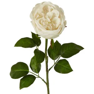Real Touch Cabbage Rose 67cm White by Florabelle Living, a Plants for sale on Style Sourcebook