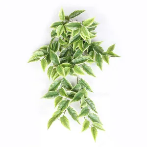 Hosta Hanging Bush 95cm by Florabelle Living, a Plants for sale on Style Sourcebook