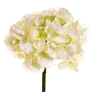 Hydrangea 50cm White by Florabelle Living, a Plants for sale on Style Sourcebook