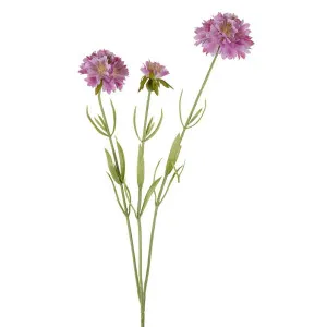 Scabiosa Stem 60cm Lavender by Florabelle Living, a Plants for sale on Style Sourcebook