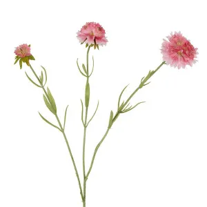 Scabiosa Stem 60cm Pink by Florabelle Living, a Plants for sale on Style Sourcebook