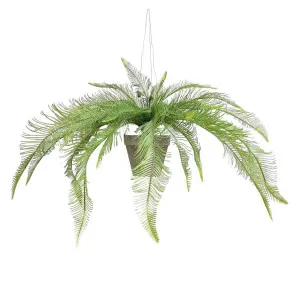 Hanging Fern in Pot by Florabelle Living, a Plants for sale on Style Sourcebook