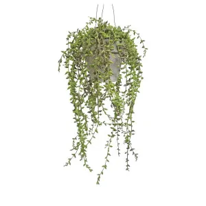 Hanging Potted Senecio by Florabelle Living, a Plants for sale on Style Sourcebook