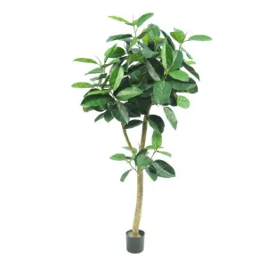 Rubber Tree 155cm by Florabelle Living, a Plants for sale on Style Sourcebook
