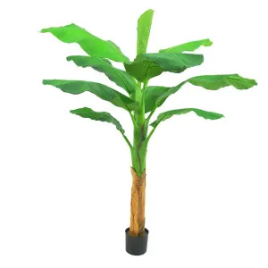 Royal Banana Tree 120cm by Florabelle Living, a Plants for sale on Style Sourcebook