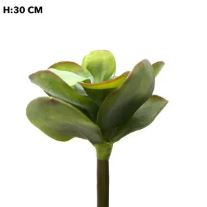 Flapjack Succulent 30cm by Florabelle Living, a Plants for sale on Style Sourcebook
