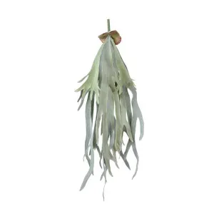 Staghorn Fern Hanging 70cm by Florabelle Living, a Plants for sale on Style Sourcebook