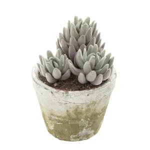 Succulent in Lge Pot 16cm Grey by Florabelle Living, a Plants for sale on Style Sourcebook