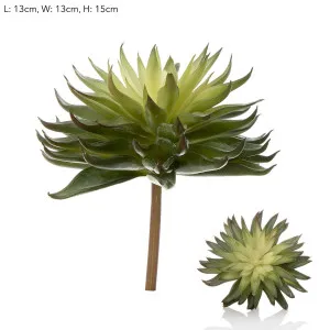 Succulent Spray by Florabelle Living, a Plants for sale on Style Sourcebook