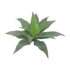 Agave 30cm by Florabelle Living, a Plants for sale on Style Sourcebook