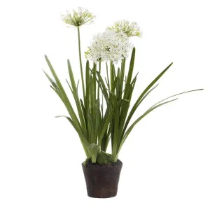 Agapanthus in Paper Pot White by Florabelle Living, a Plants for sale on Style Sourcebook